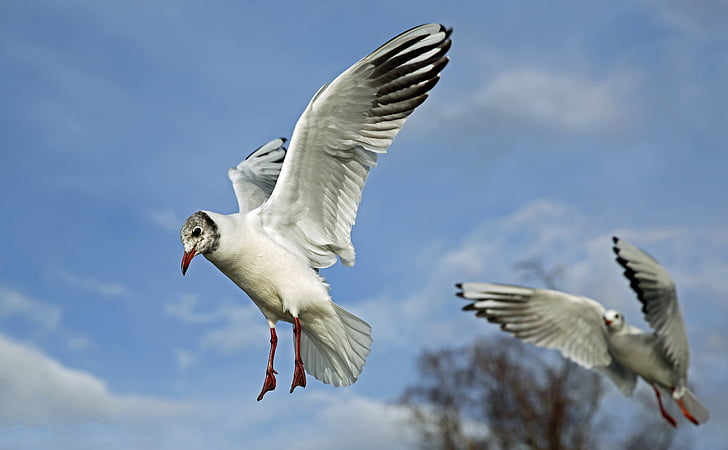 low angle photography of Franklin's gulls flying under blue sky during daytime