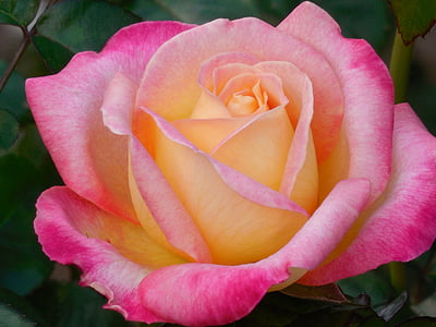 macro photography of pink and yellow rose in bloom at daytime