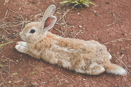 brown rabbit lying on ground
