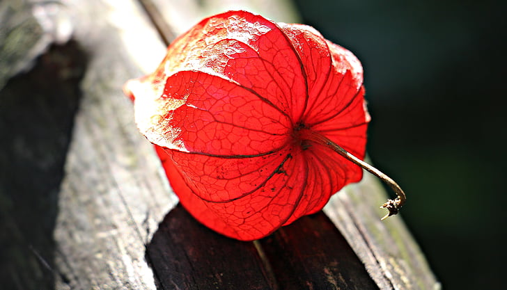 red physalis on brown wooden surface close up photo