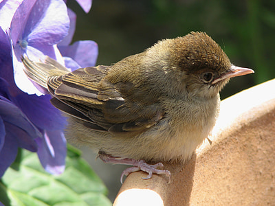 brown and black bird in closeup photography