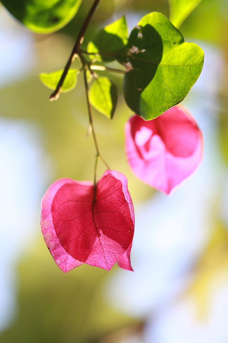 photography of pink flower