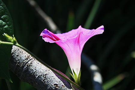 shallow focus photography of pink flower