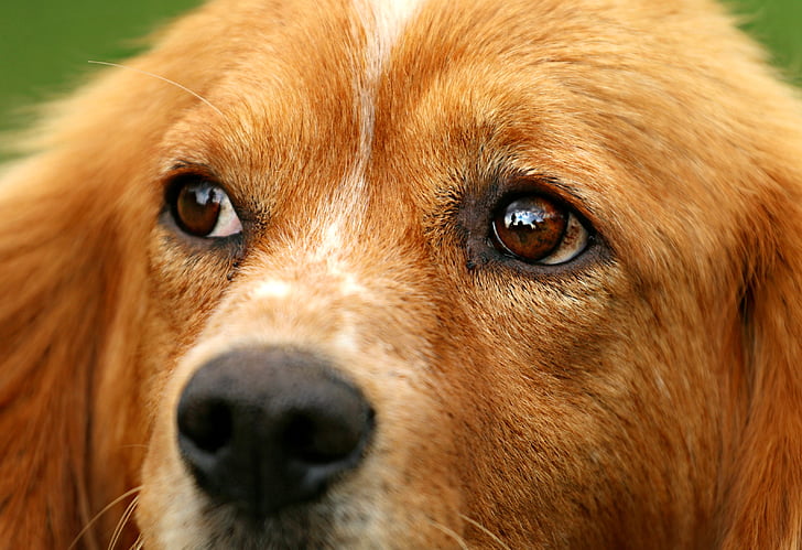 closeup photography of tan dog