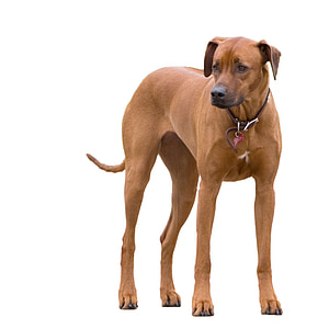 closeup photo of brown short-coated dog against white background