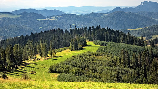 green field with pine trees