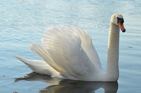 white swan in body of water