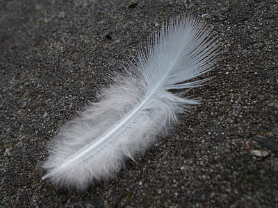 white feather on sand surface