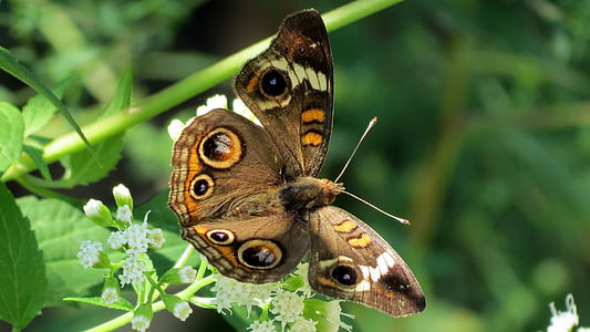 common buckeye butterfly perching on white cluster flower at daytime