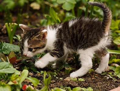 white and brown tabby kitten near green grass