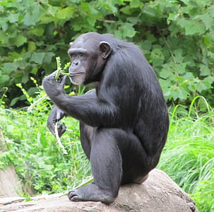 black gorilla eating leafs on outdoors