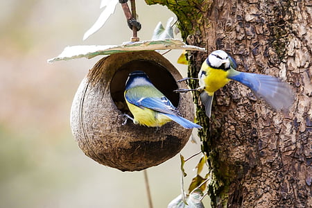 two blue-and-yellow birds inside nest
