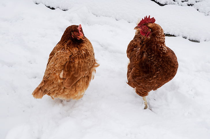 two brown hens on snow during daytime