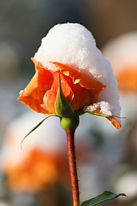 orange rose covered with snow close up photo