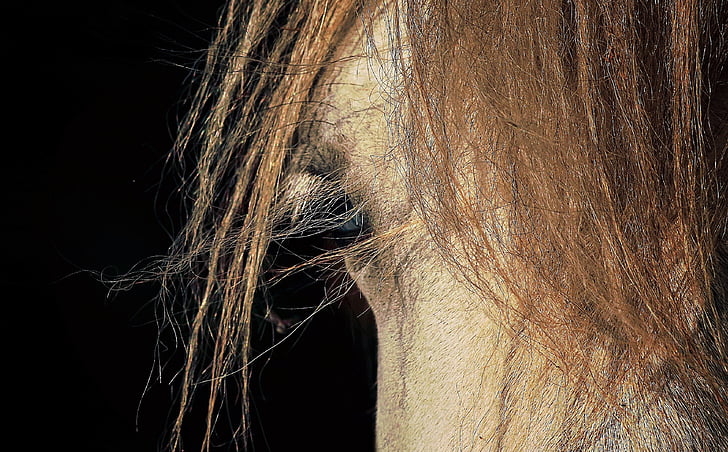 close up photography of brown horse