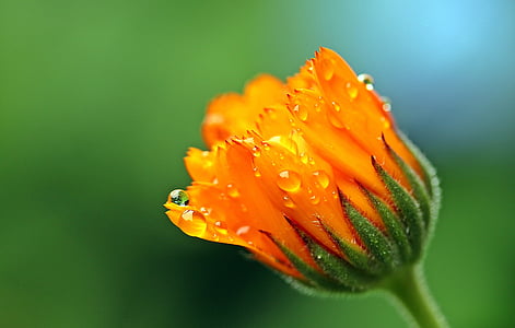 selective focus of orange flower bud with dewdrops