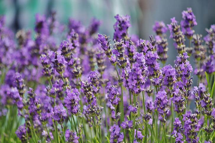 purple lavender flowers in bloom at daytime