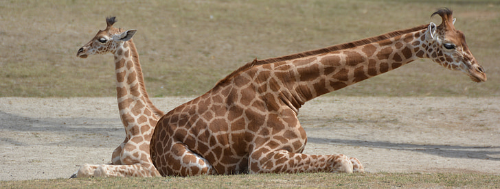 two brown giraffes lying on grass