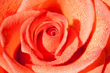 closeup photo of orange petaled rose with water dew