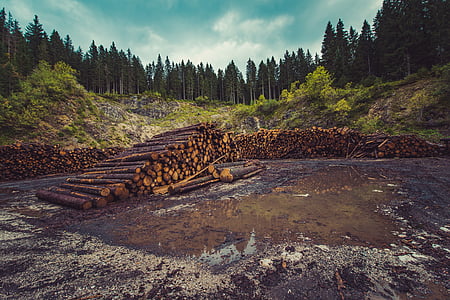 pile of brown logs surrounded with trees