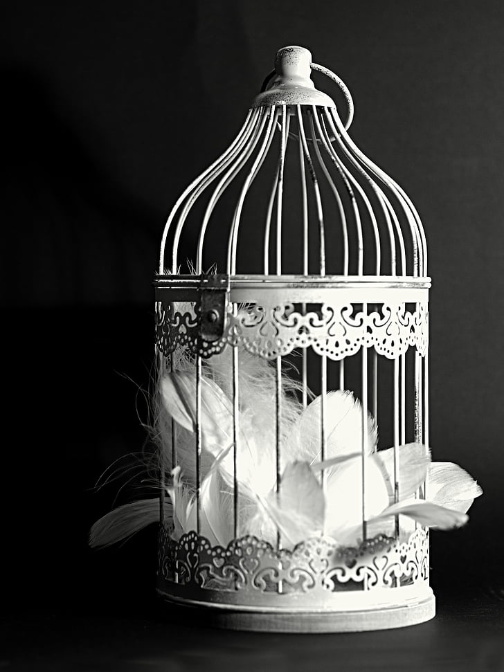 grayscale photography of feather in cage