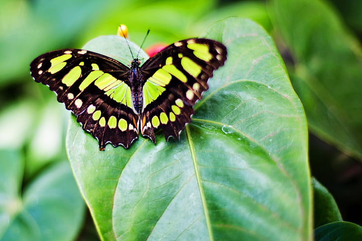 malachite butterfly on green leaf plant