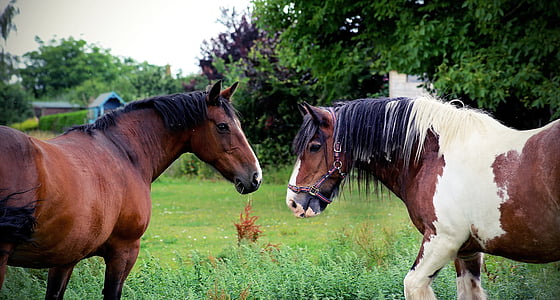 two horses facing each other while on grass field