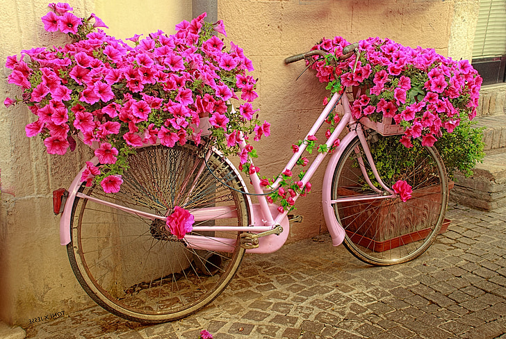 photography pink bicycle planting rack with purple flowers
