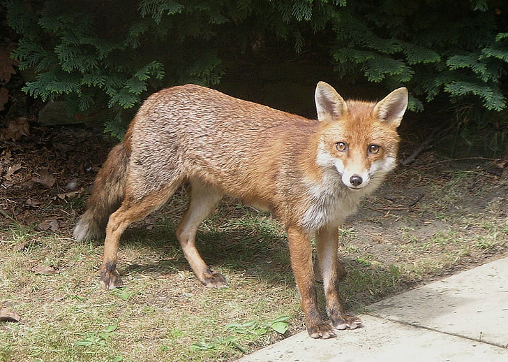 brown fox on green grass