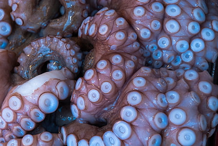pinkish-white octopus tentacles