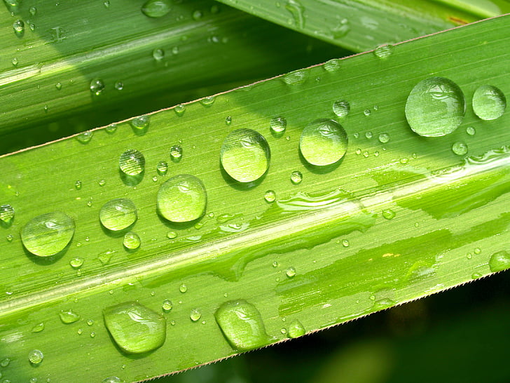 water drop of green leaf close up photography