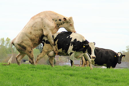 three white and black cattle on green grass field at daytime