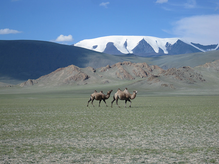 two camels walking near snow-covered mountain during daytime