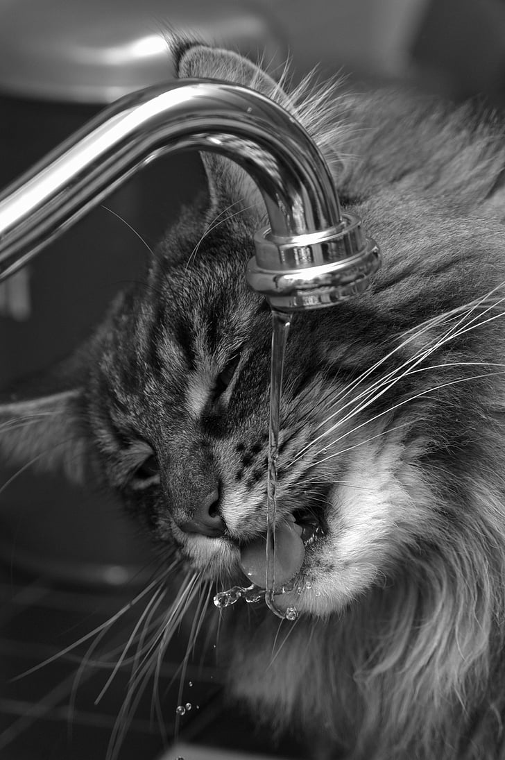 cat drinking on faucet