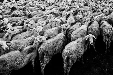 grayscale photo of sheep