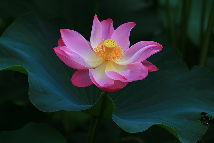 pink lotus flower selective focus photography