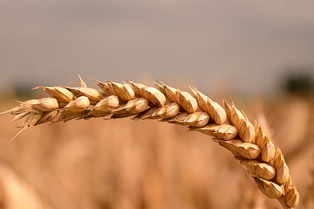 shallow focus photo of wheat