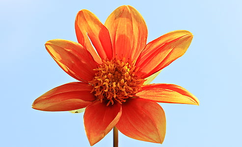 close up photography of orange dahlia flower in bloom