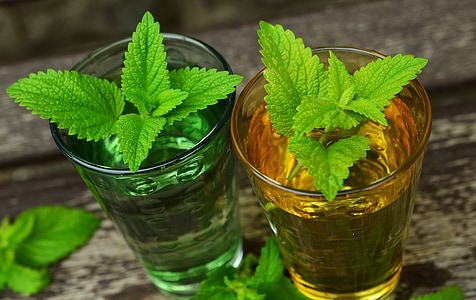 two green leaf plants in glasses