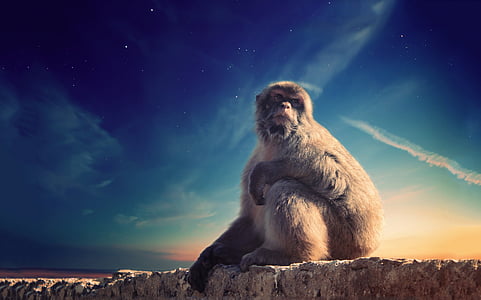 Chimpanzee sitting on rock photo