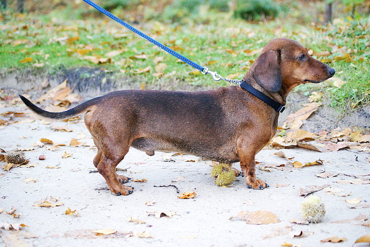 smooth red dachshund near green grass during daytime