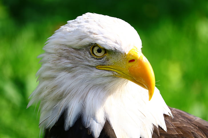 white bald eagle photo