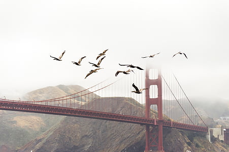 flock of bird flying near cable bridge