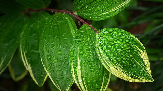 water dew on green leaf plant