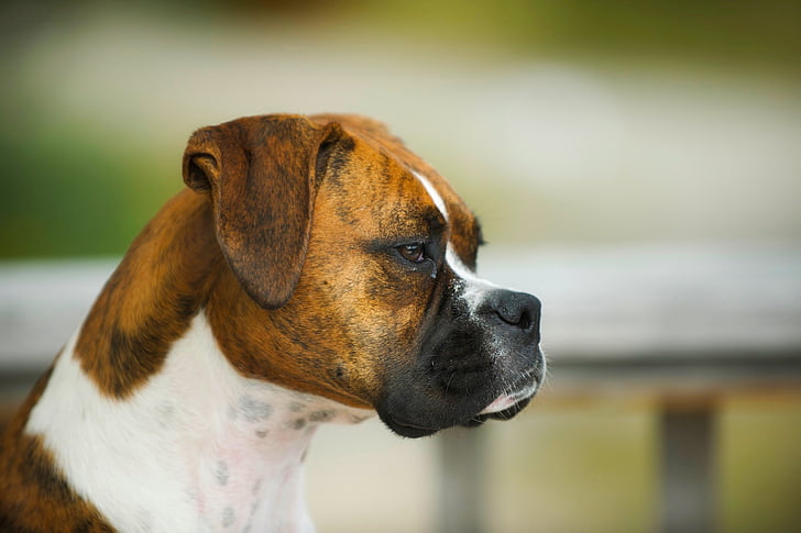 adult tan and white Boxer closeup photography