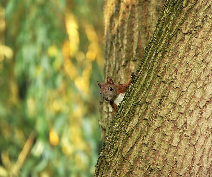 shallow focus photography of squirrel on the tree trunk
