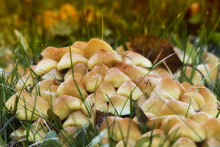 closeup photo of beige fungi plants