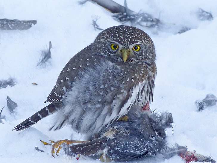 brown and white owl on snow field
