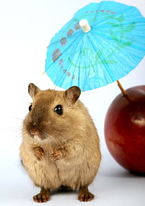 closeup photo of brown mouse near apple fruit