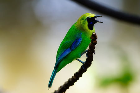 short beaked yellow and blue bird selective focus photography